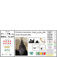 گونه خفاش نعل اسبی کوچک Lesser Horseshoe Bat